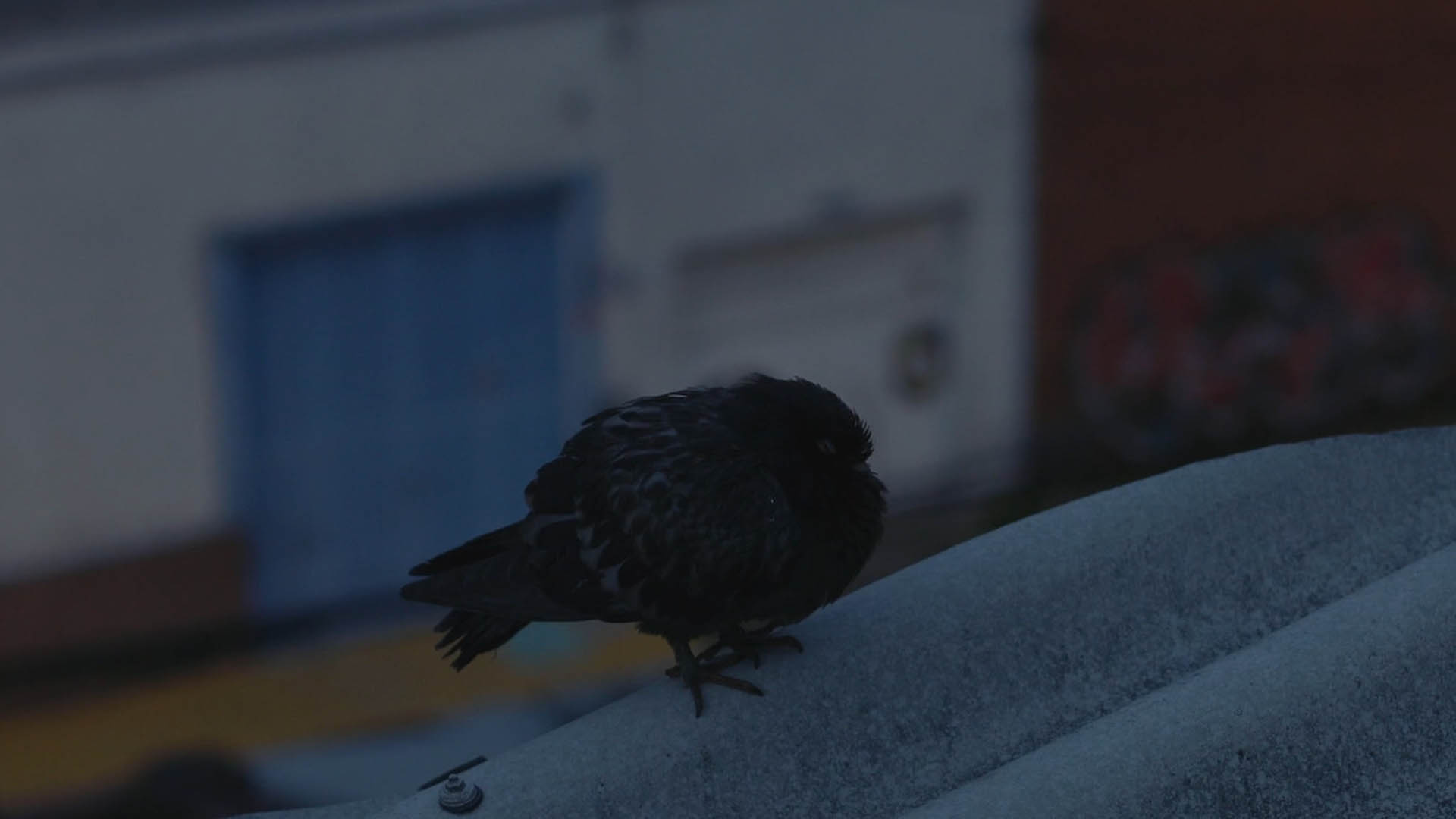 Short Films